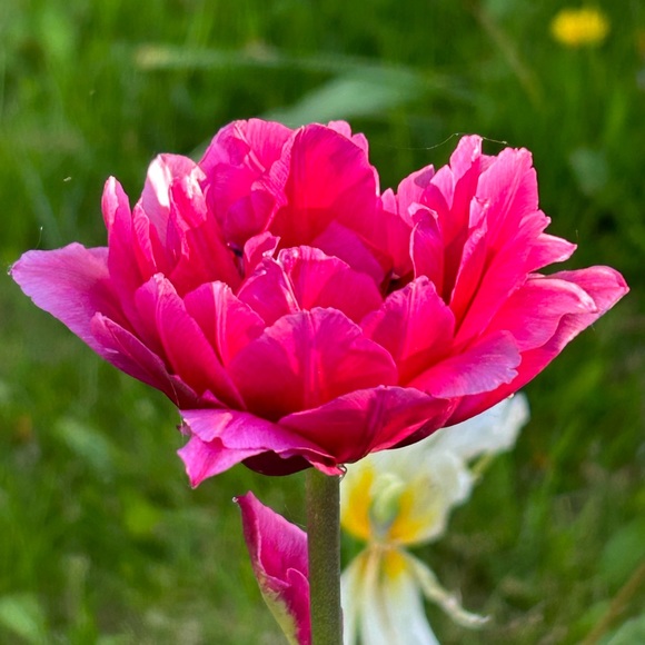 Meet your Posher - Picture 8 of 9